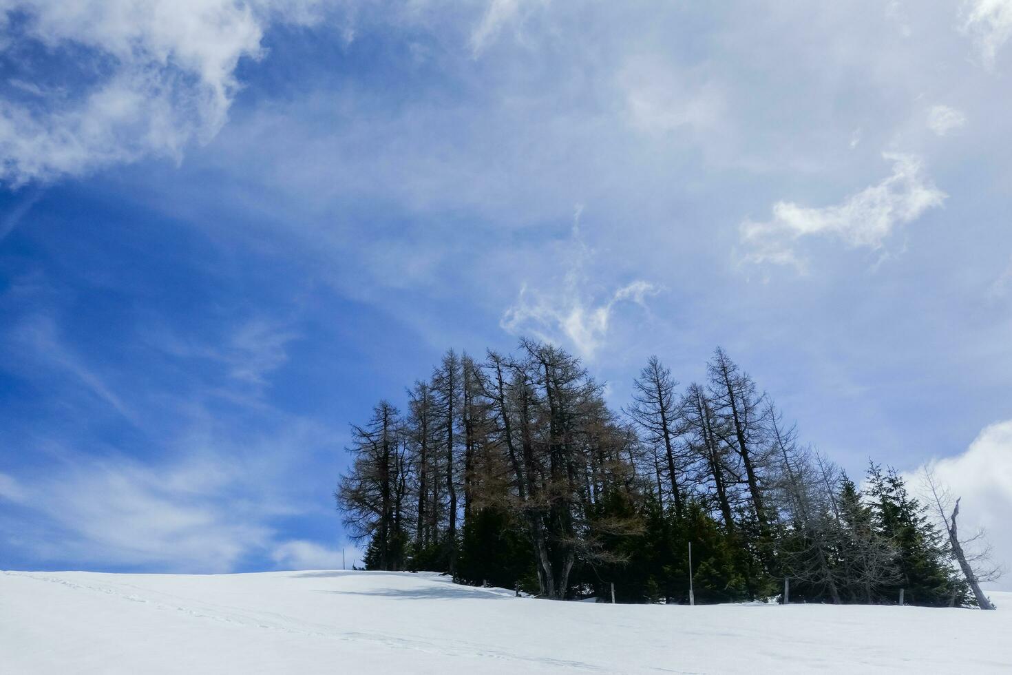 group of trees in a snowy landscape with blue sky and clouds photo