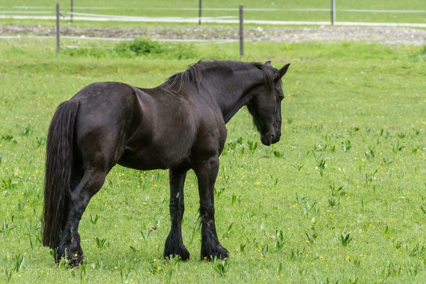 negro caballo en pie en un verde prado durante excursionismo en Austria foto