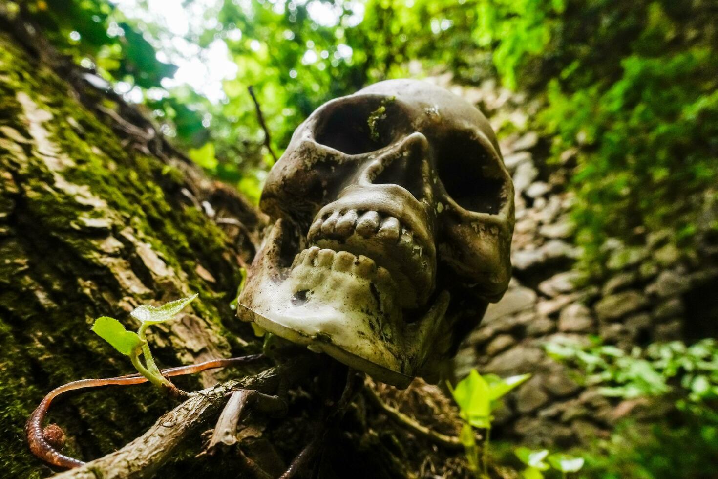 cráneo colgando en un árbol cerca un antiguo castillo hecho de piedras en el bosque foto