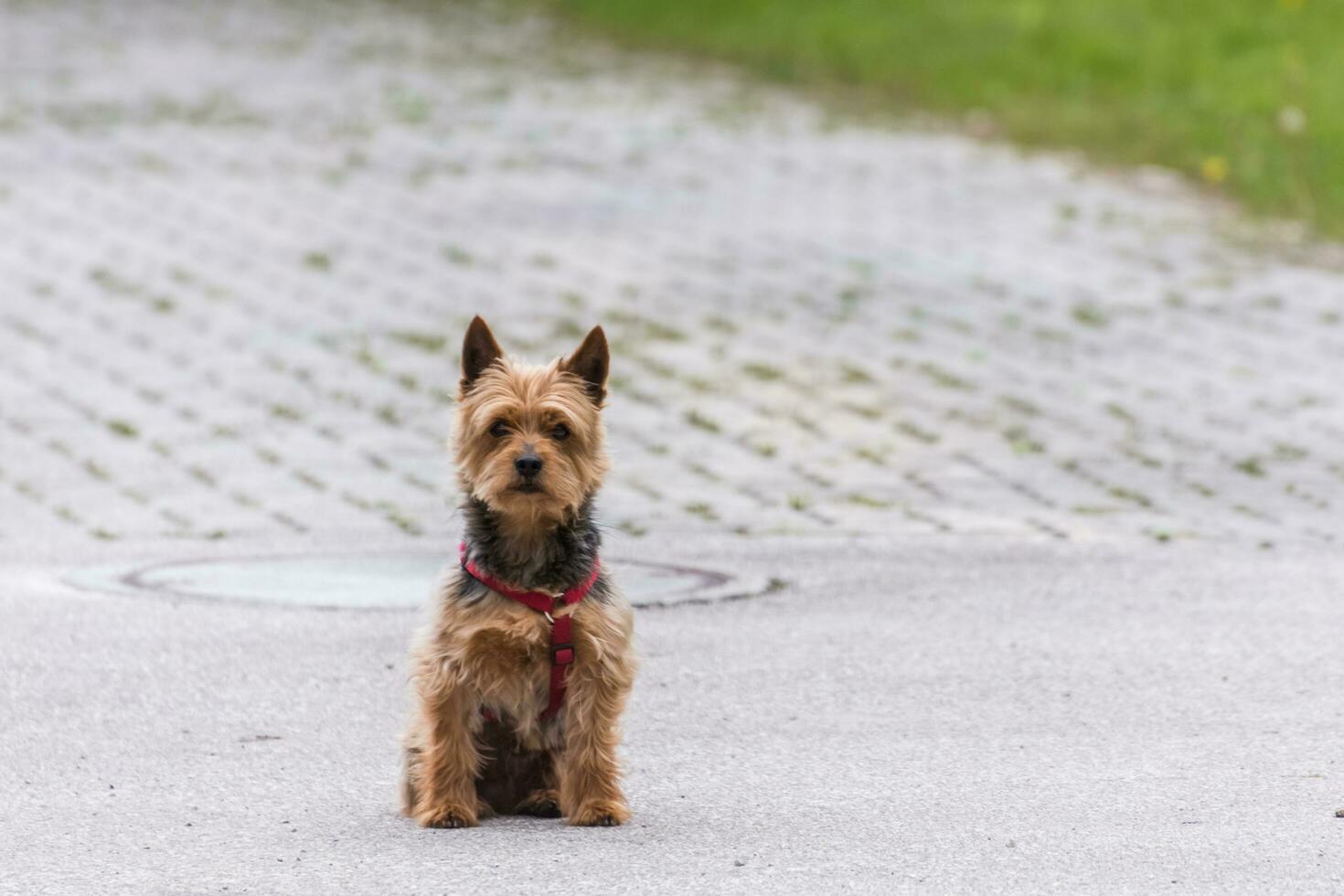 dear dog sits on a street and looks into the camera photo