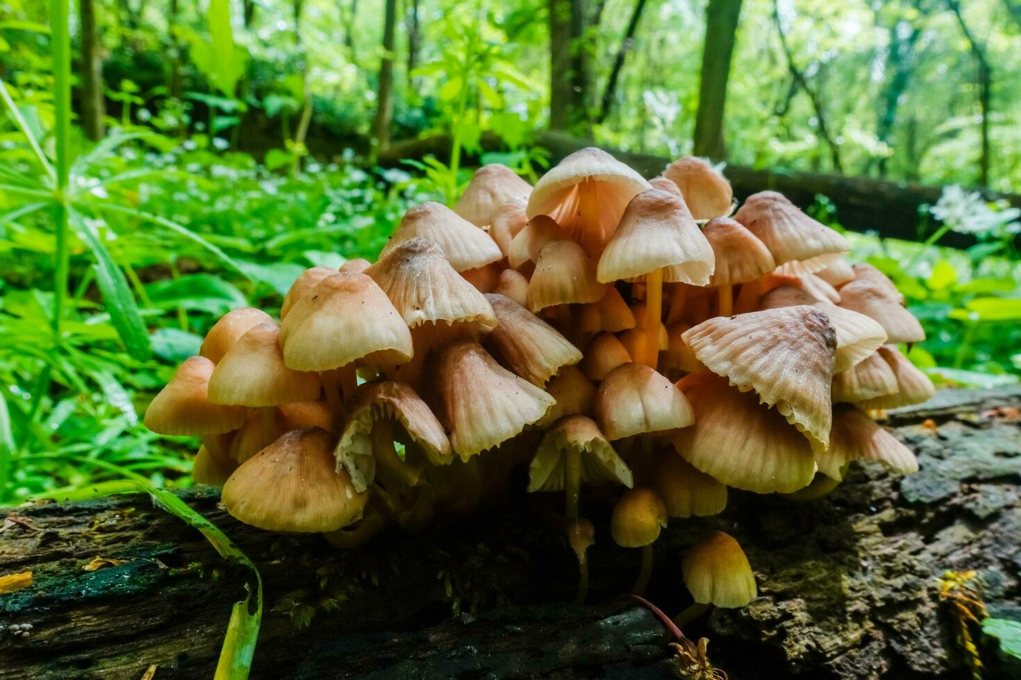 group of mushrooms on a tree trunk in the green forest view from the side photo