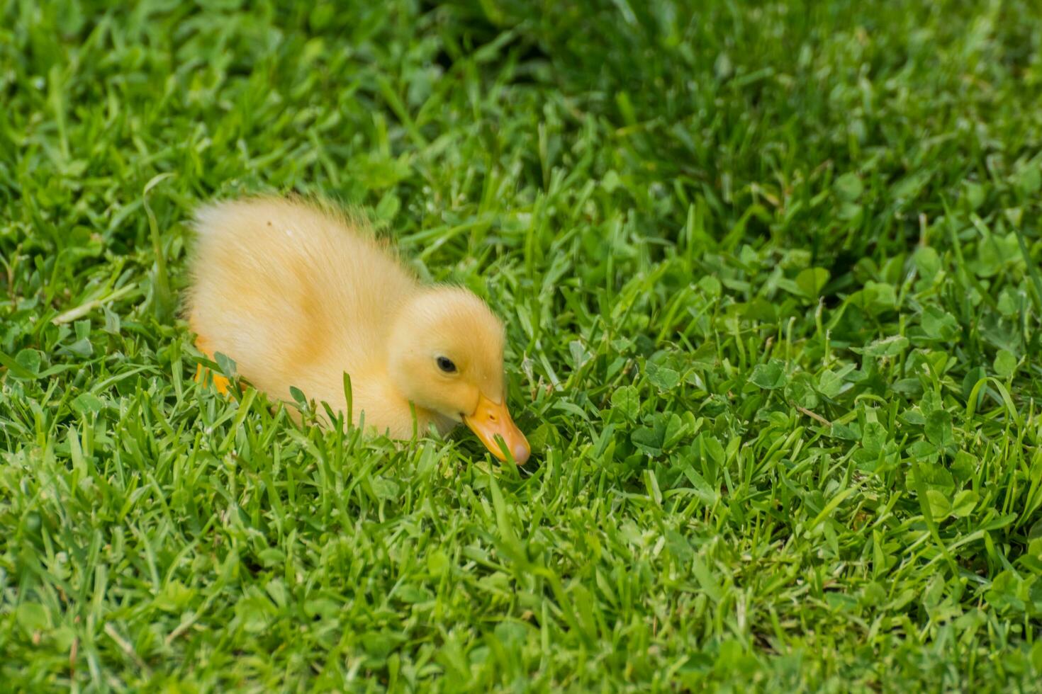 dear fluffy light indian runner duck baby sitting in fresh green grass photo