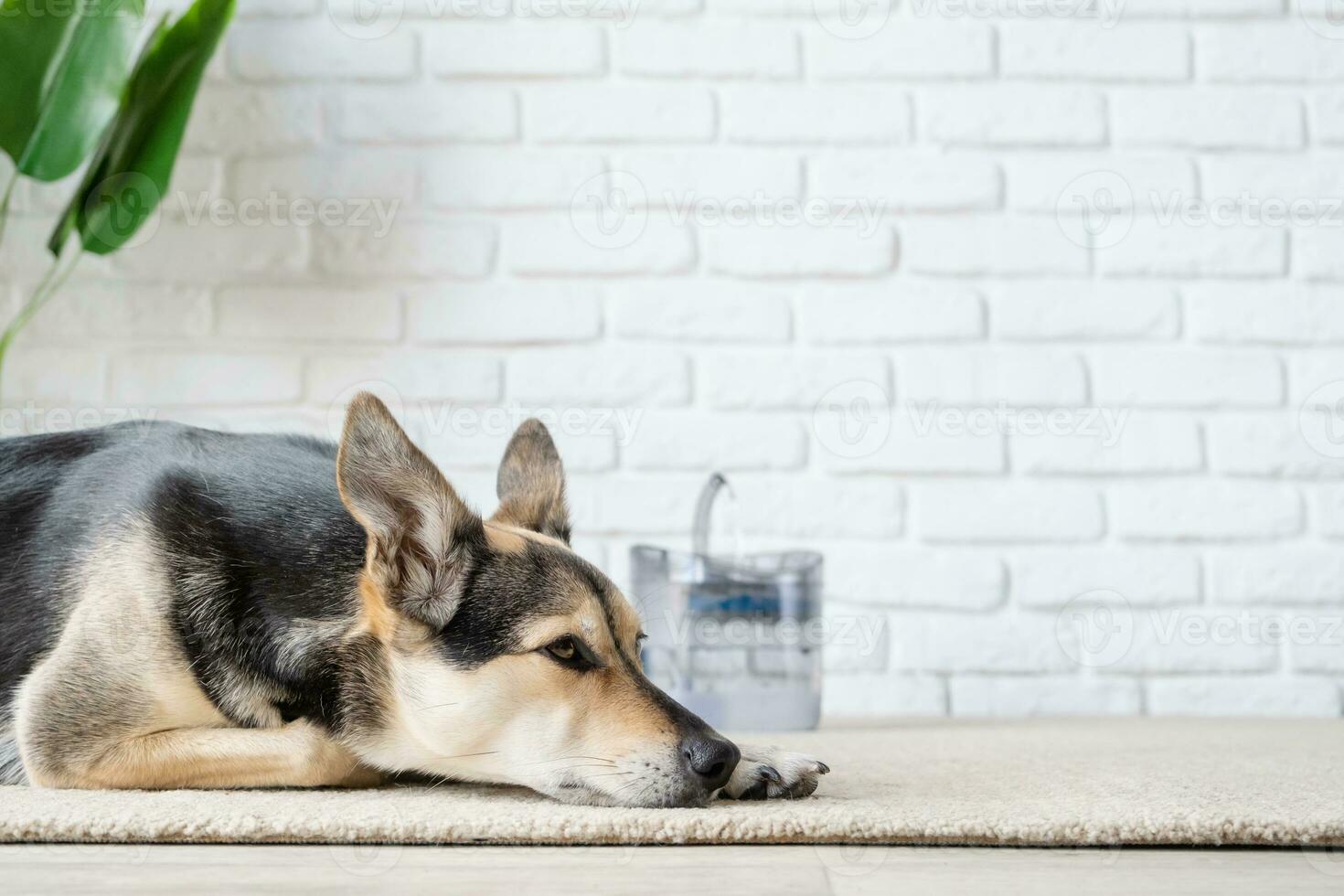 Closeup of cute dog lying on rug near pet fountain photo