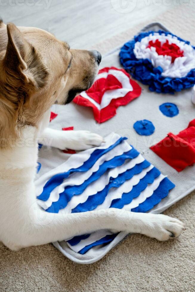 adorable dog playing with sniffing mat photo