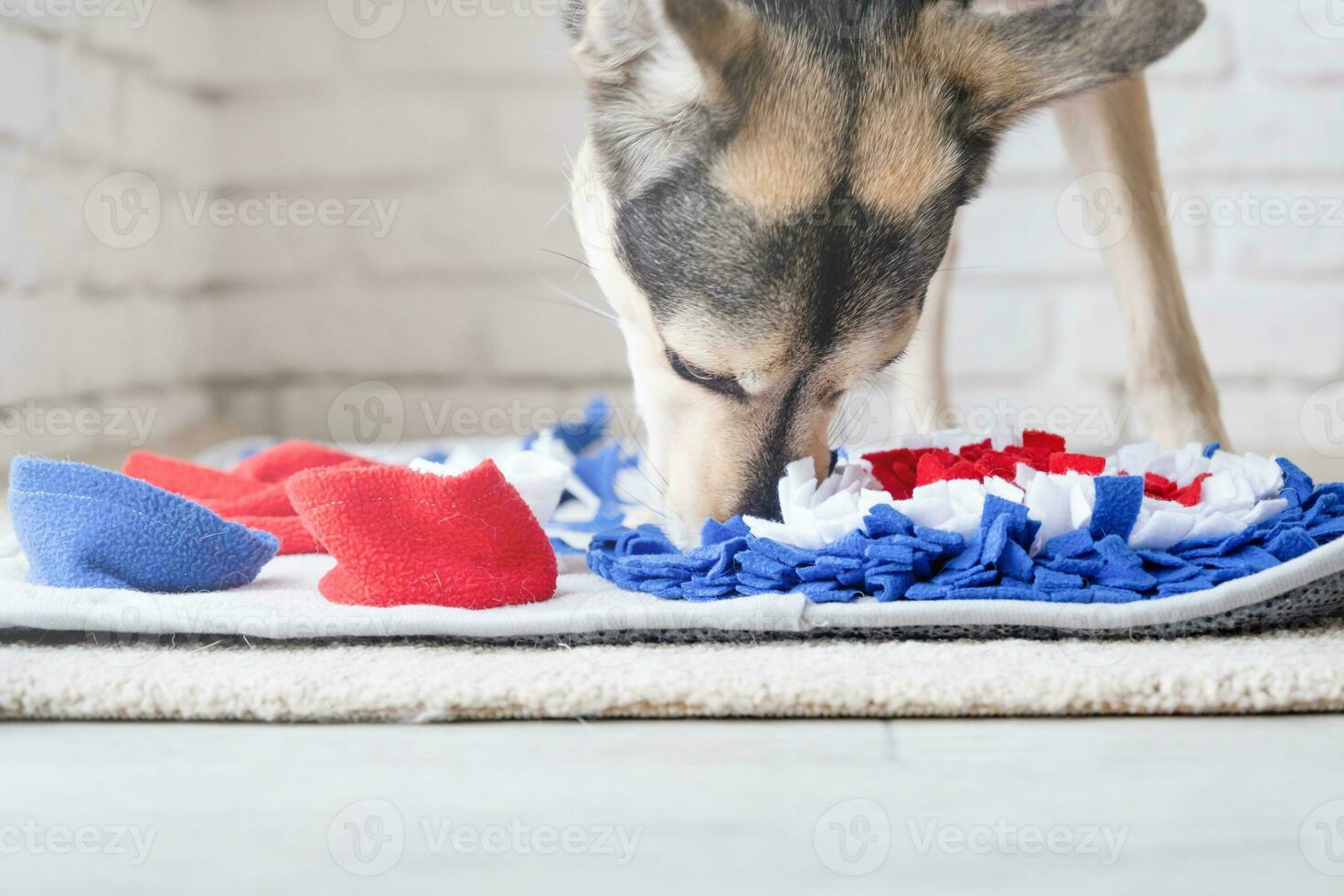 adorable dog playing with sniffing mat photo