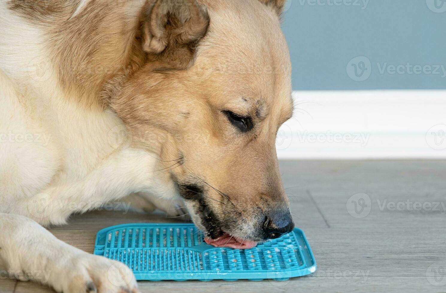 cute dog using lick mat for eating food slowly photo