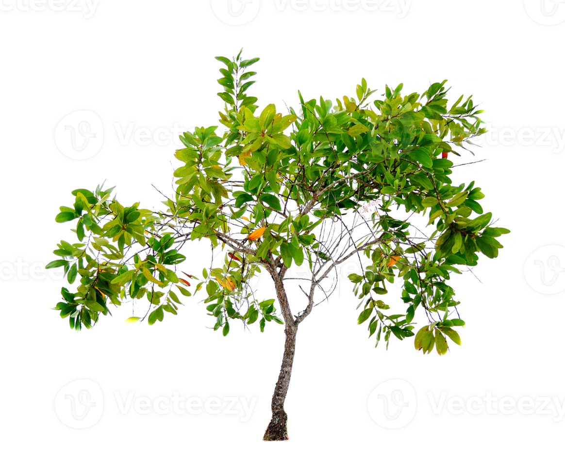 Eucalyptus tree on transparent background PNG