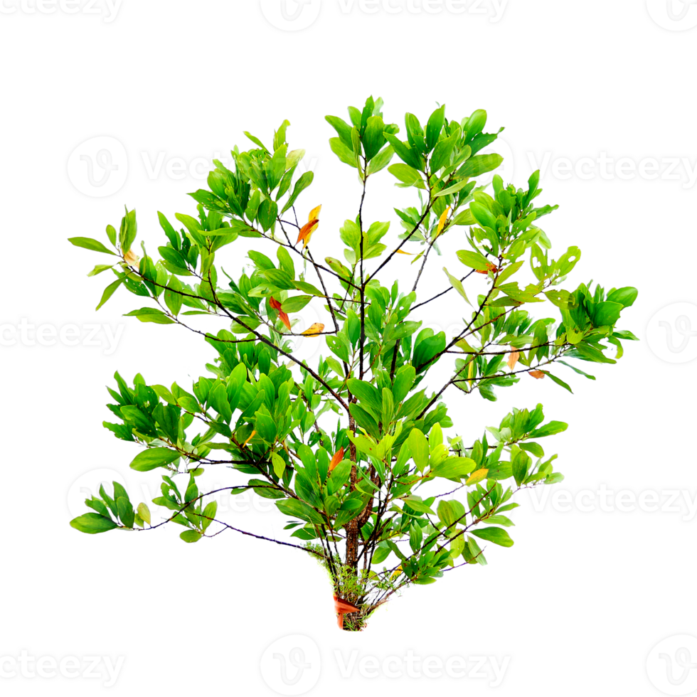 Eucalyptus tree on transparent background PNG