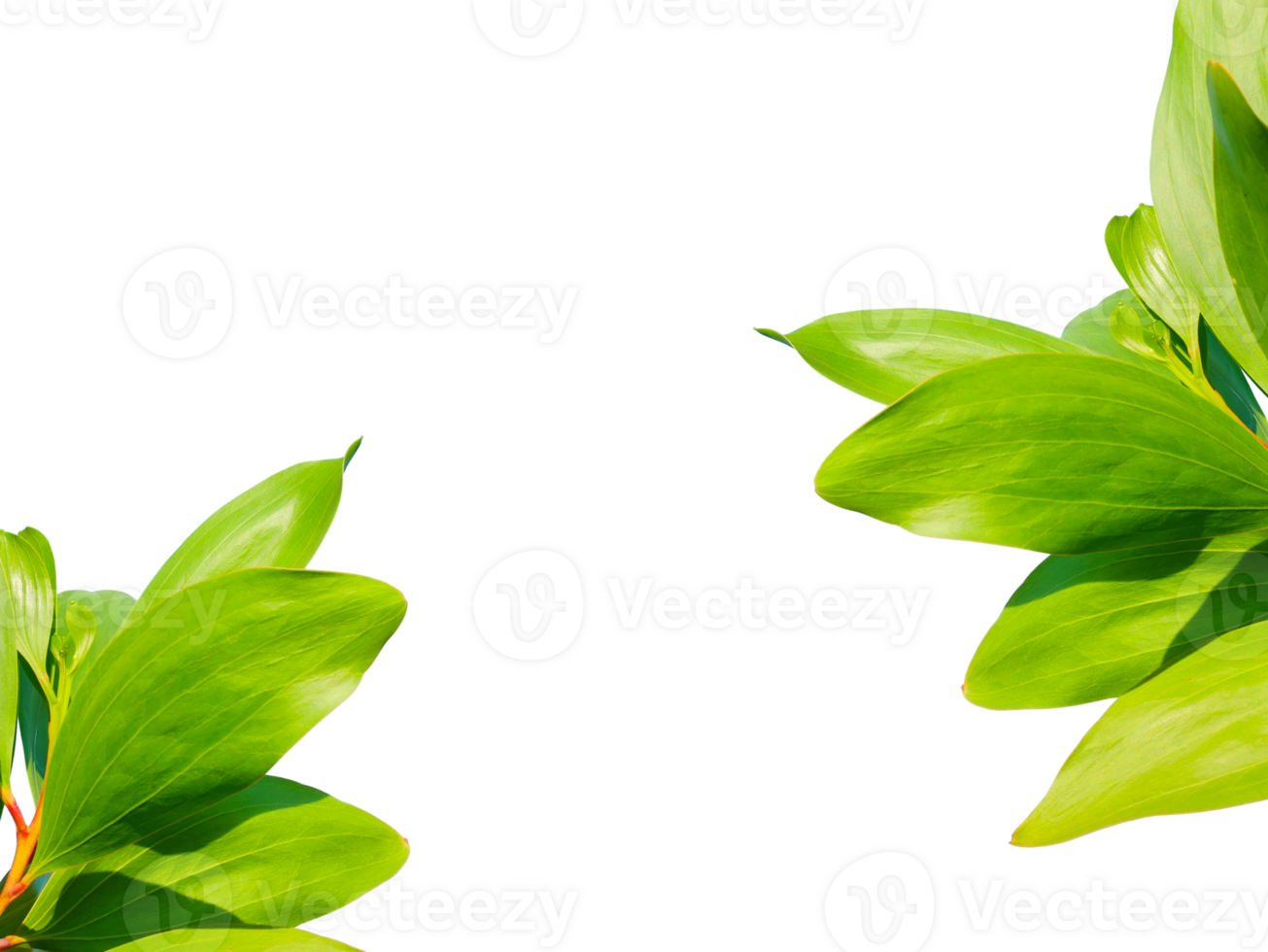 Close Up Leaves On Transparent Background PNG