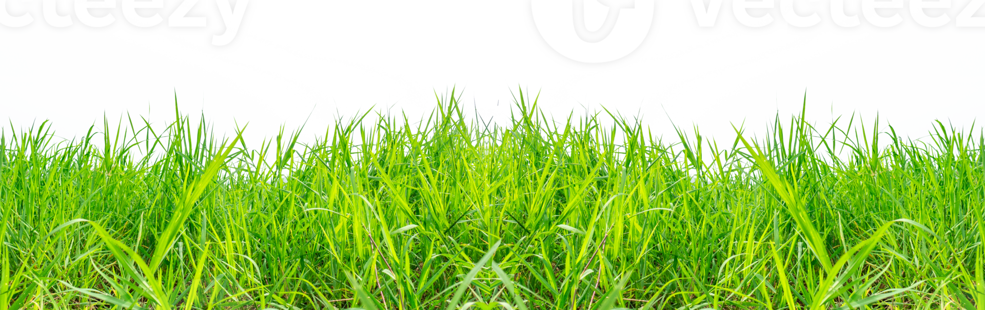 Green grass on transparent background PNG