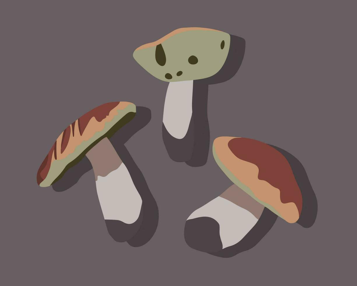 Vector isolated illustration of boletus mushrooms.