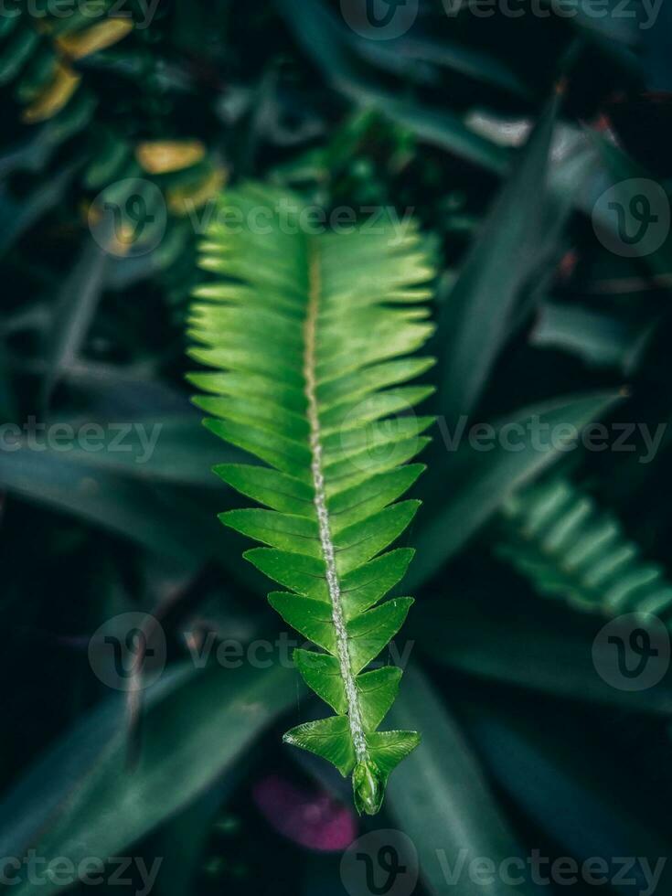 en el medio de un bosque un verde helecho hoja foto