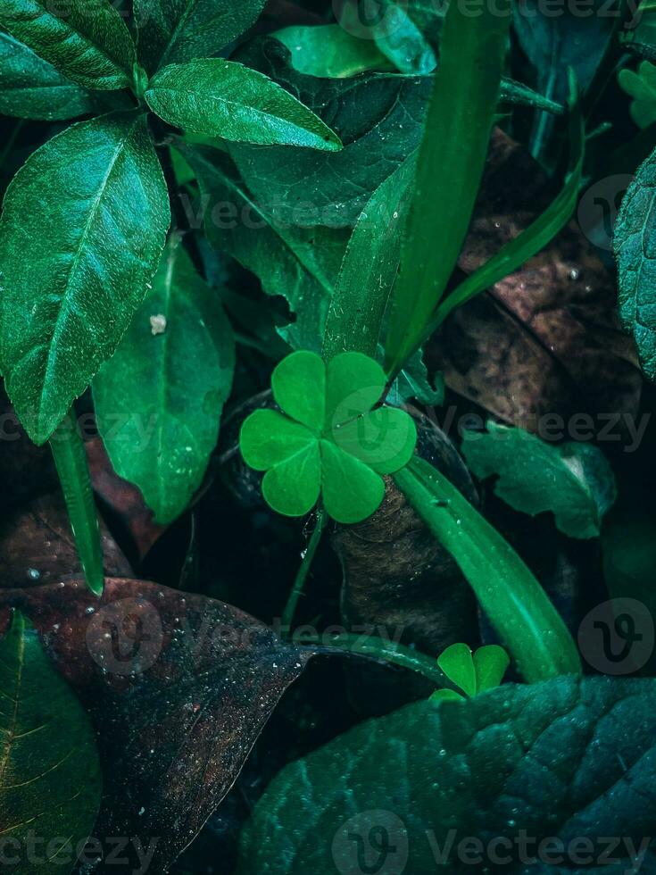 The leaves of a green clover are isolated on a white background. Three-leaved shamrocks adorn the top. Holiday symbol for St. Patrick's Day. photo