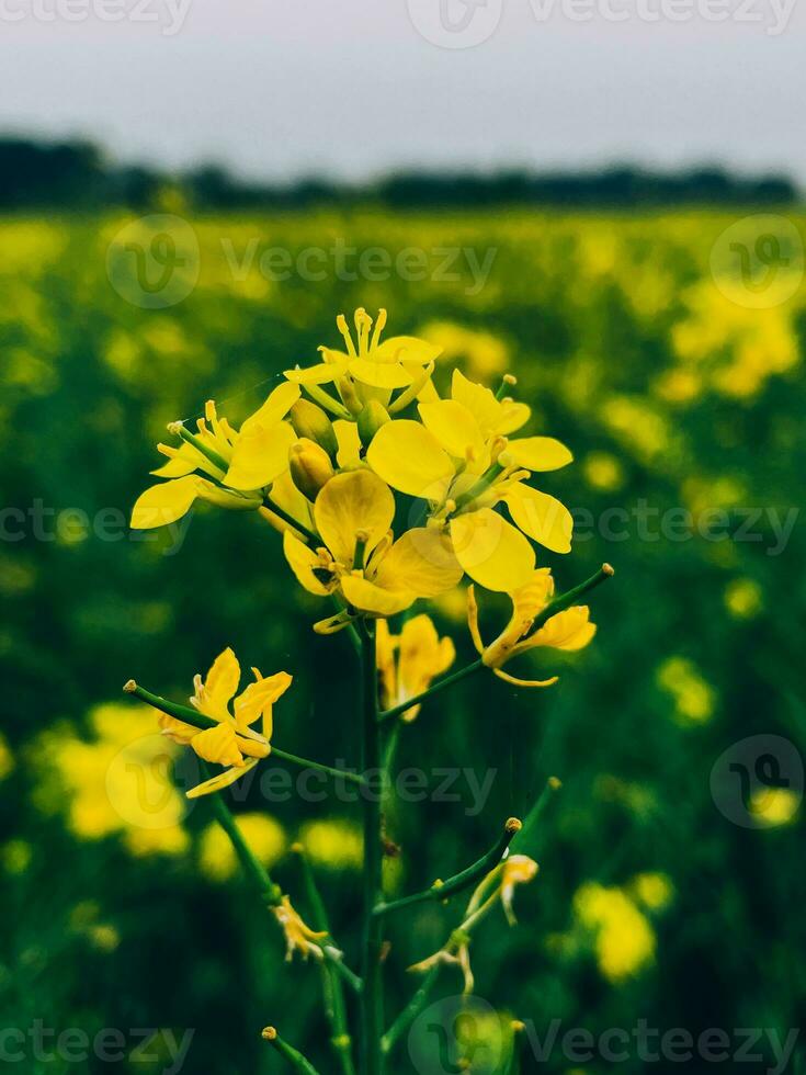 In the midst of a rape field, a close-up of a rape flower photo