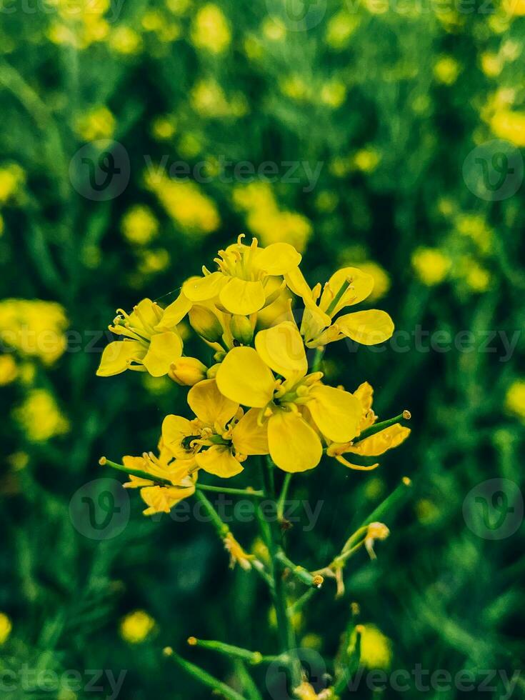 en el medio de un violación campo, un de cerca de un violación flor foto