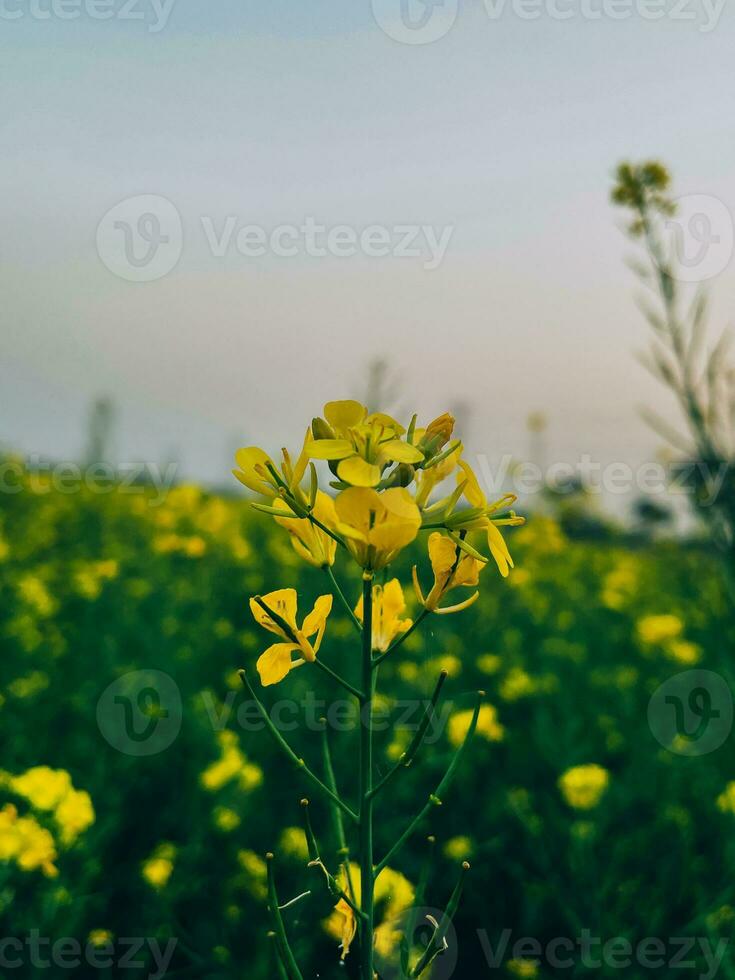 In the midst of a rape field, a close-up of a rape flower photo