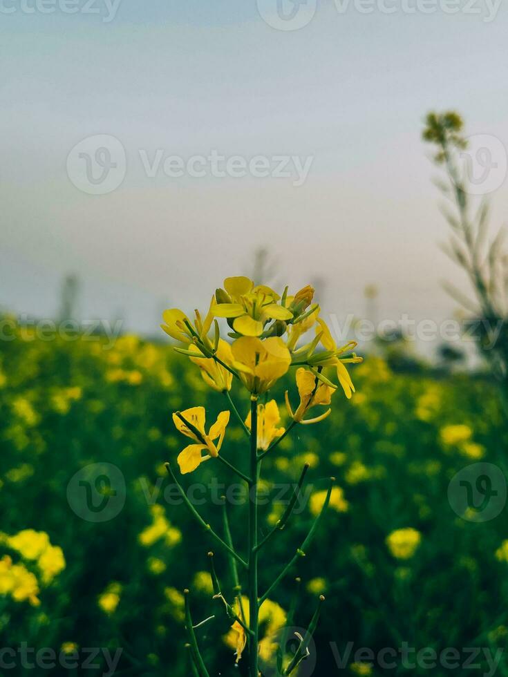 en el medio de un violación campo, un de cerca de un violación flor foto