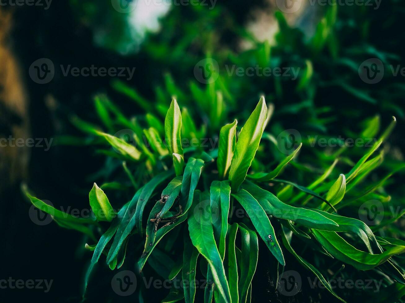 Green Tropical Leaves Background In The Park Leaves In The Forest Nature Leaves photo