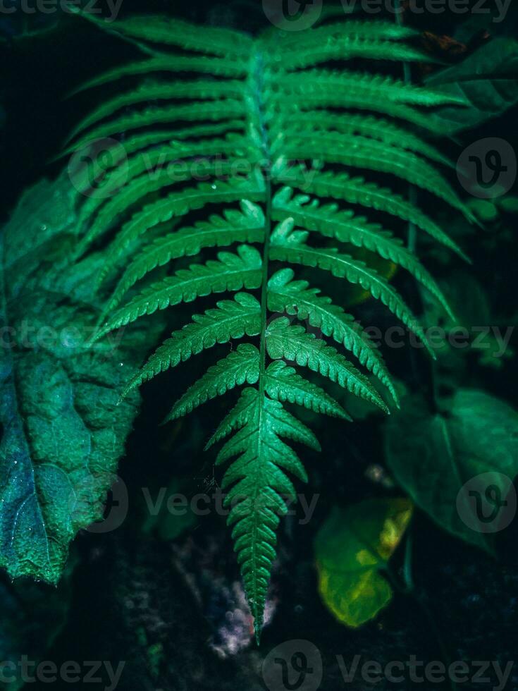 en el medio de un bosque, un verde helecho hoja foto