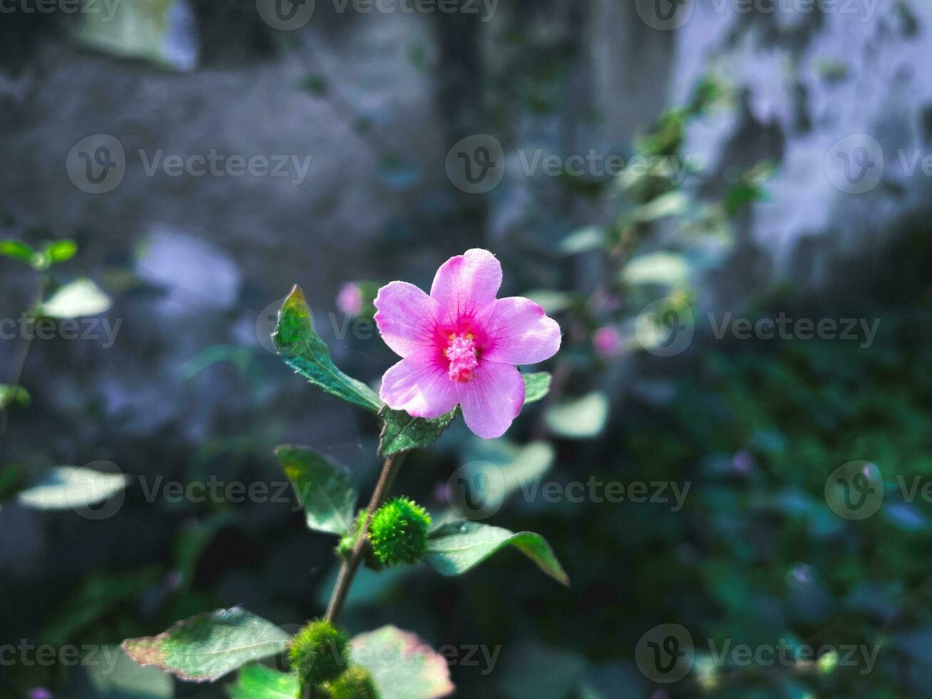 Wild urena lobata flower blooming in the pink color. The plant is also known as Caesar weed. photo