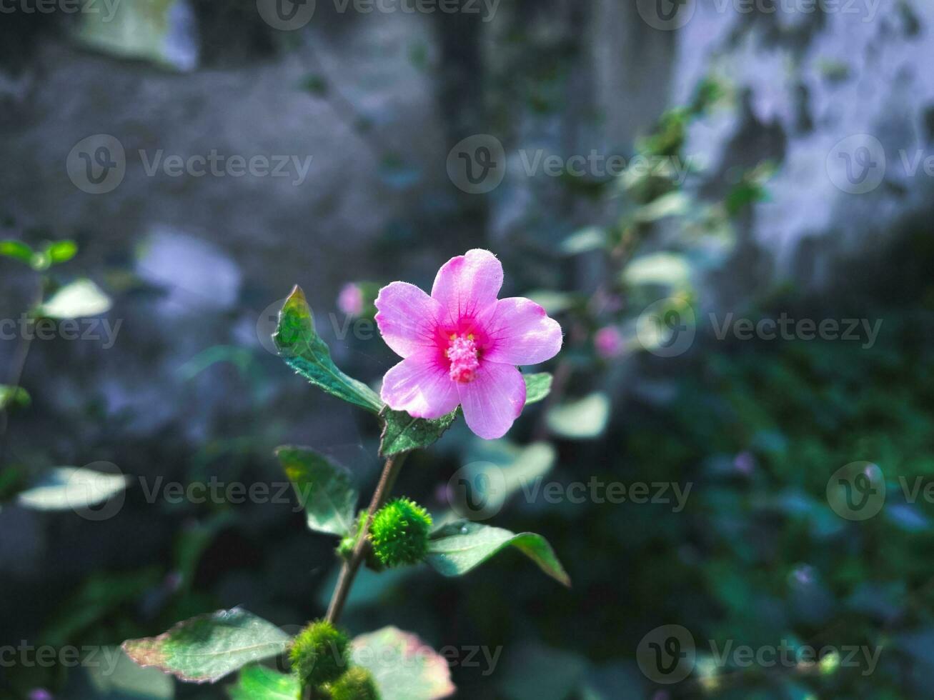 salvaje urea lobata flor floreciente en el rosado color. el planta es además conocido como César hierba. foto