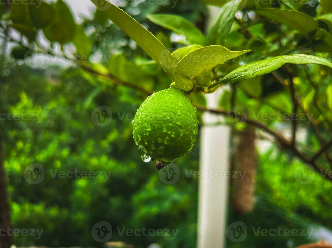 Lime tree with green leaves. In general, limes are round, 3-6 centimeters across, and contain acidic juice vesicles. Vitamin C is abundant in limes photo