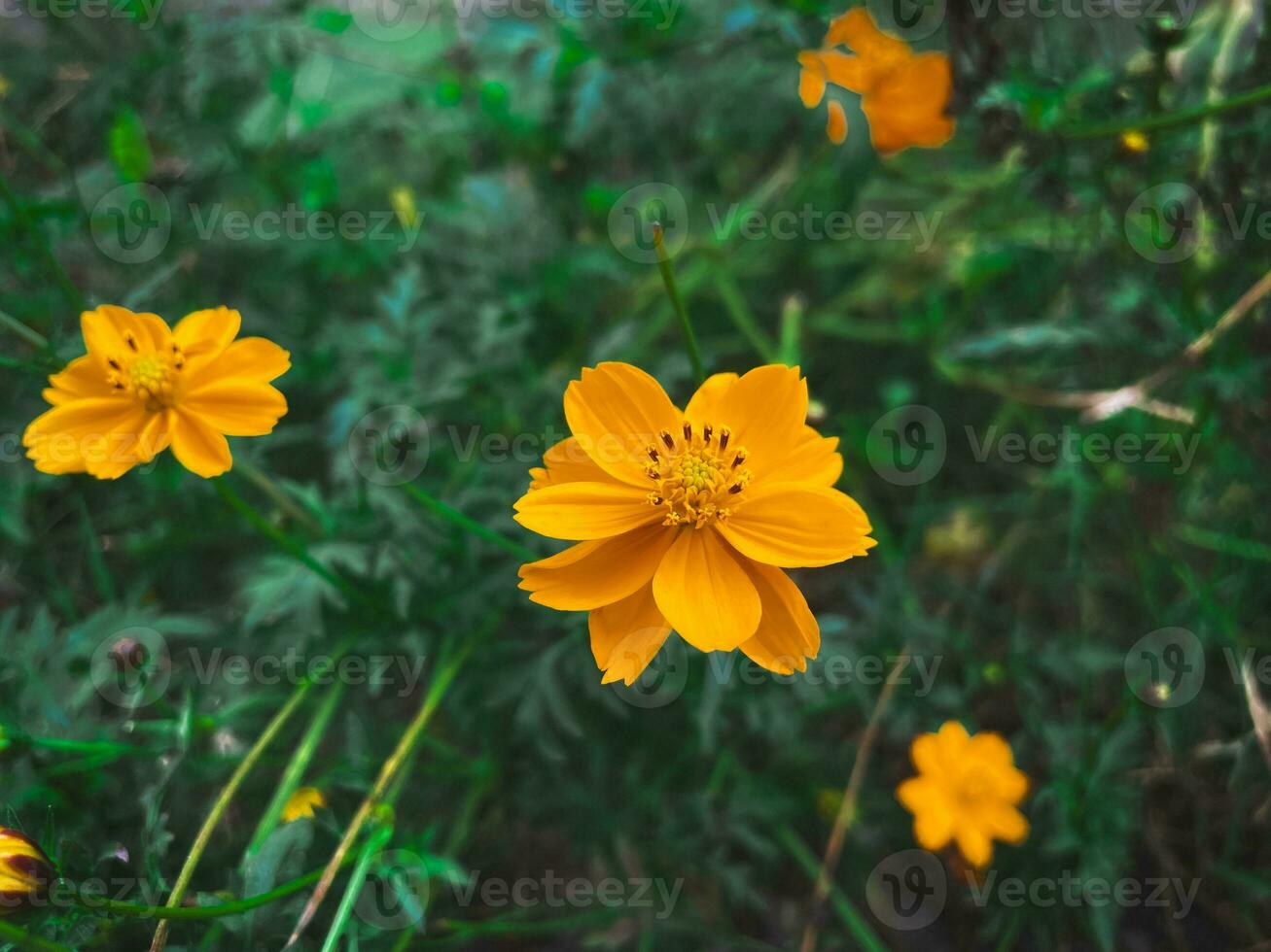 un de cerca de hermosa naranja azufre cosmos flores en un jardín debajo el abierto cielo. foto