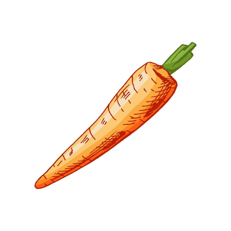 Organic food. Hand-drawn colored vector sketch of carrot. Doodle vintage illustration. Decorations for the menu and labels. Engraved image.