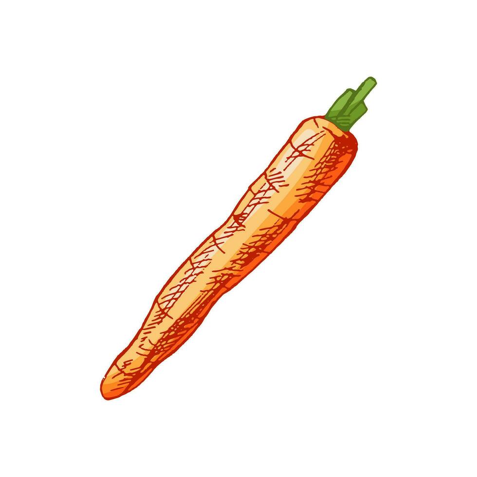 Organic food. Hand-drawn colored vector sketch of carrot. Doodle vintage illustration. Decorations for the menu and labels. Engraved image.