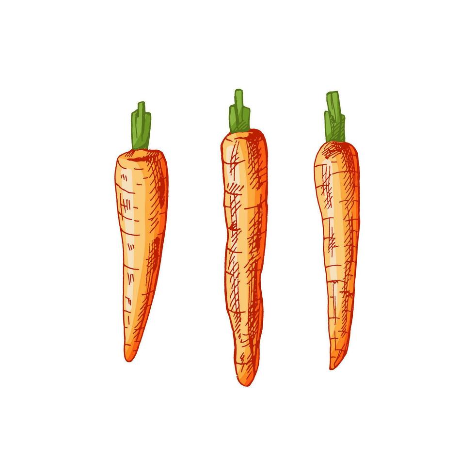 Organic food. Hand-drawn colored vector sketches of carrots. Doodle vintage illustration. Decorations for the menu and labels. Engraved image.