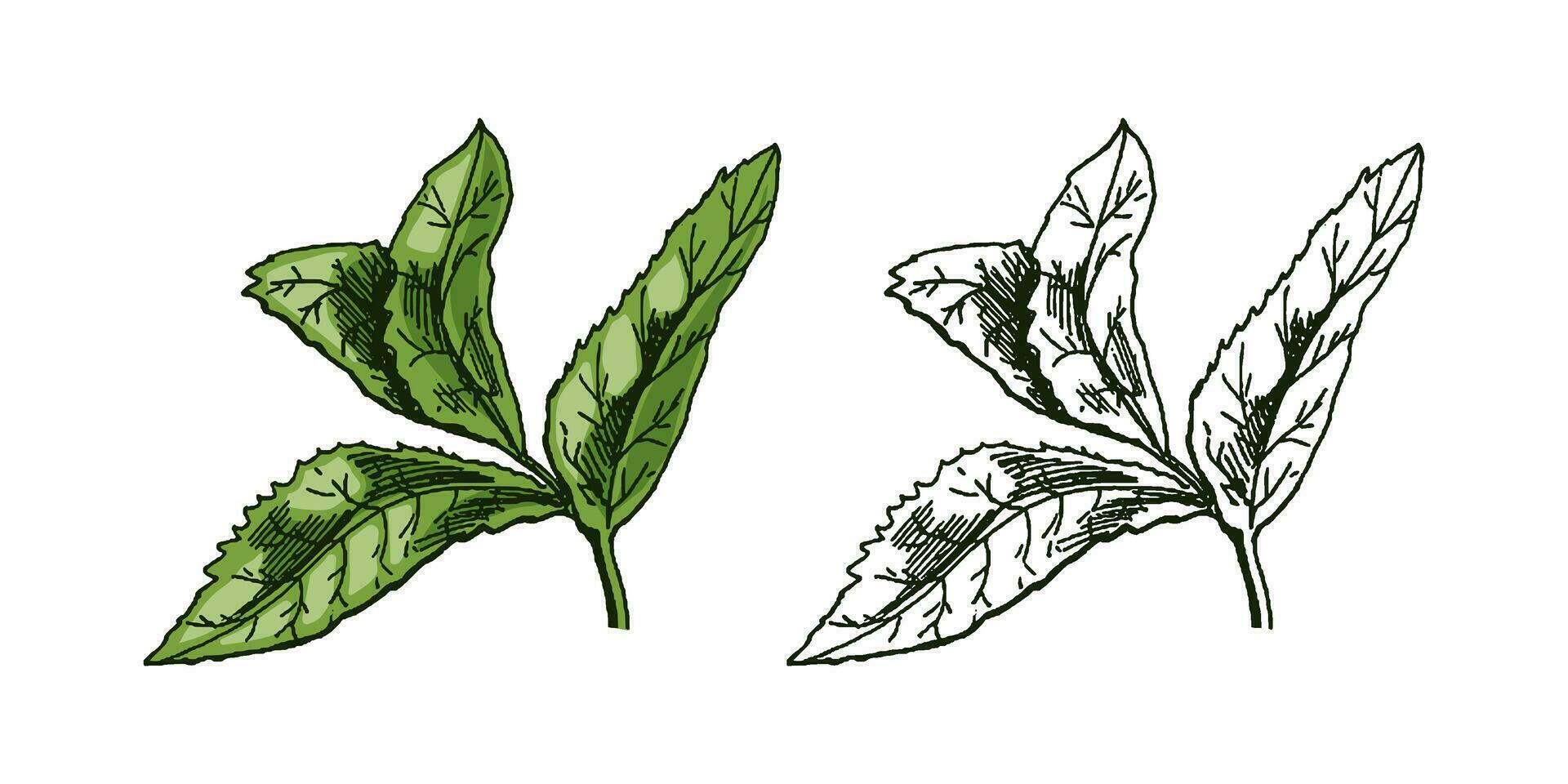 Organic food. Hand-drawn colored and monochrome vector sketch of mint leaves. Doodle vintage illustration. Decorations for the menu and labels. Engraved image.