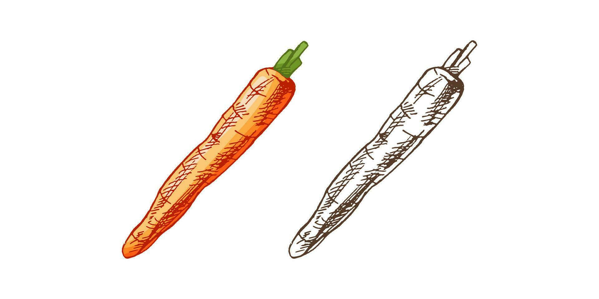 Organic food. Hand-drawn colored and monochrome vector sketches of carrot. Doodle vintage illustration. Decorations for the menu and labels. Engraved image.
