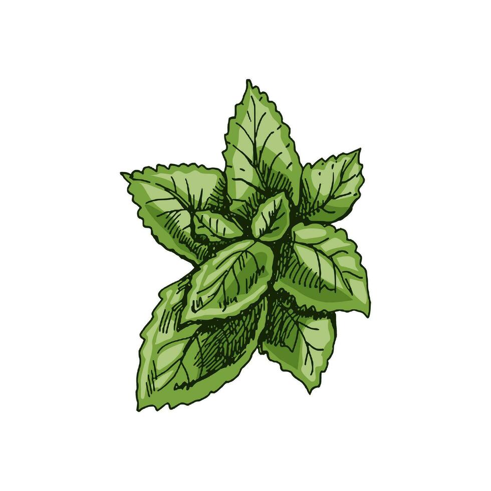 Organic food. Hand-drawn colored vector sketch of mint leaves. Doodle vintage illustration. Decorations for the menu and labels. Engraved image.