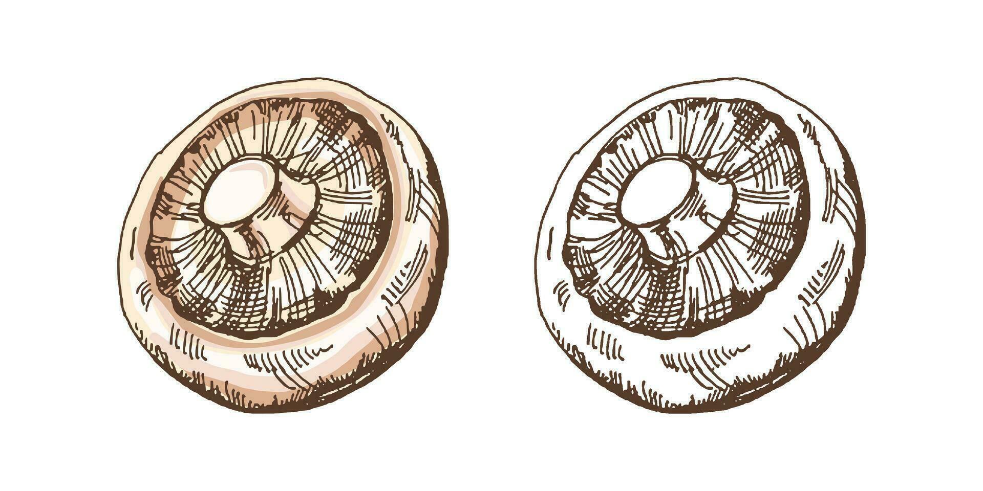 Organic food. Hand-drawn colored and monochrome vector sketch of champignon. Doodle vintage illustration. Decorations for the menu of cafes and labels. Engraved image.