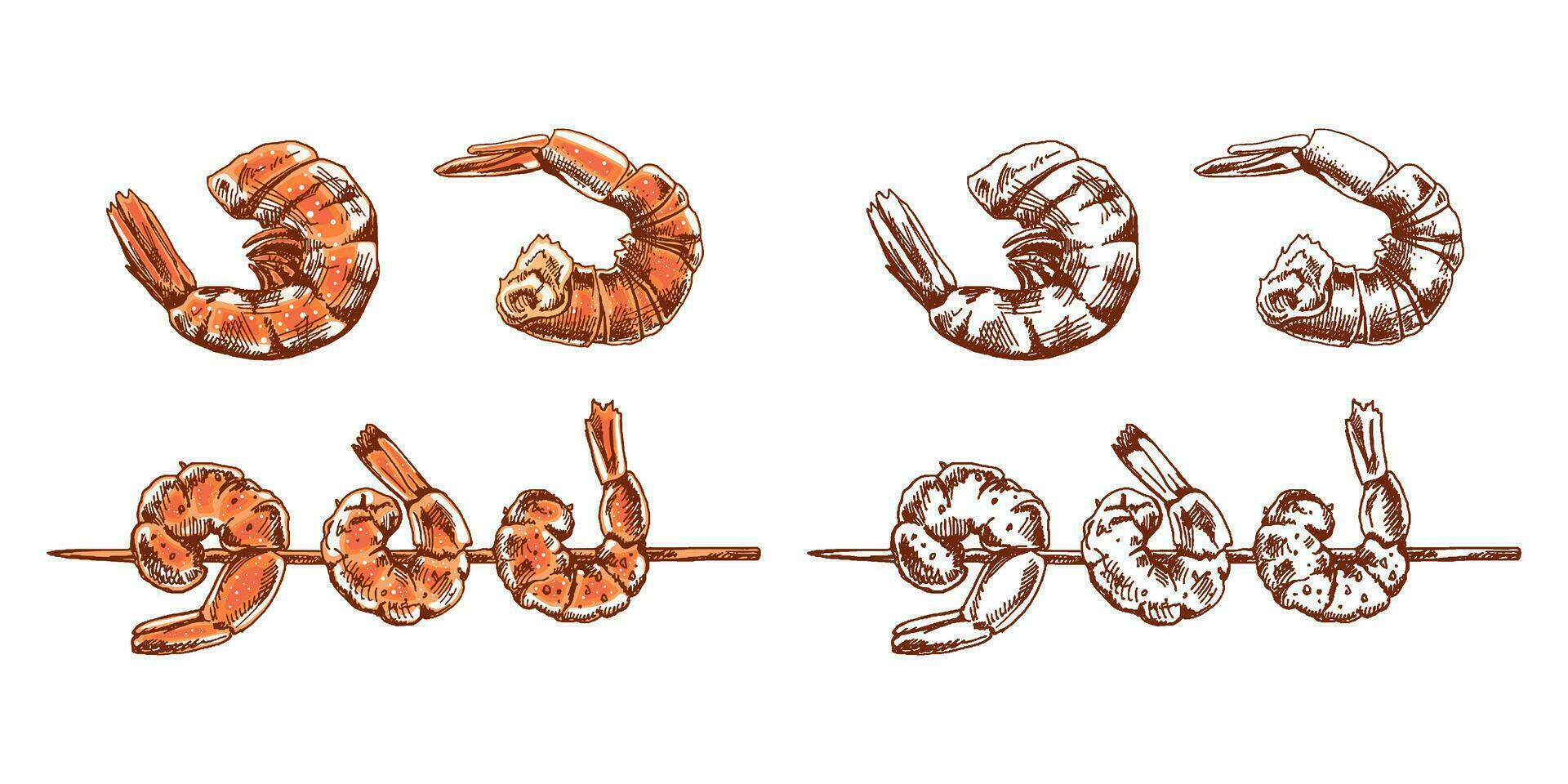 Organic food. Hand-drawn colored and monochrome vector sketch of cooked shrimps. Doodle vintage illustration. Decorations for the menu. Engraved image.