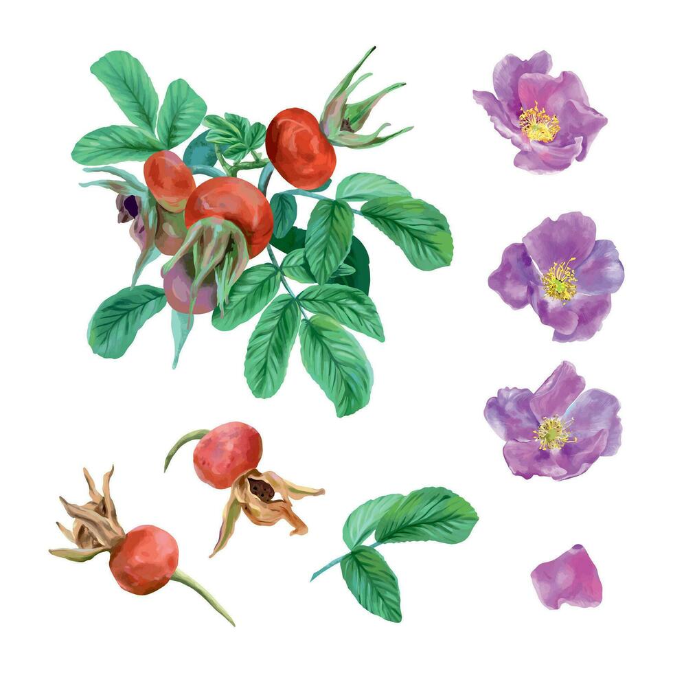 Rosehip, bush, leaves, berries, flowers. Vector set in graphic style. Design element for cards, invitations, spring banners, packaging, covers, labels, flyers.