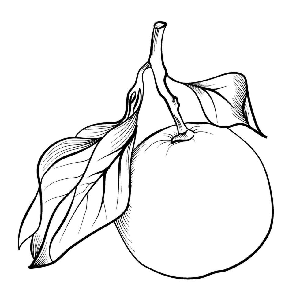 hand drawing of a citrus mandarin fruit vector