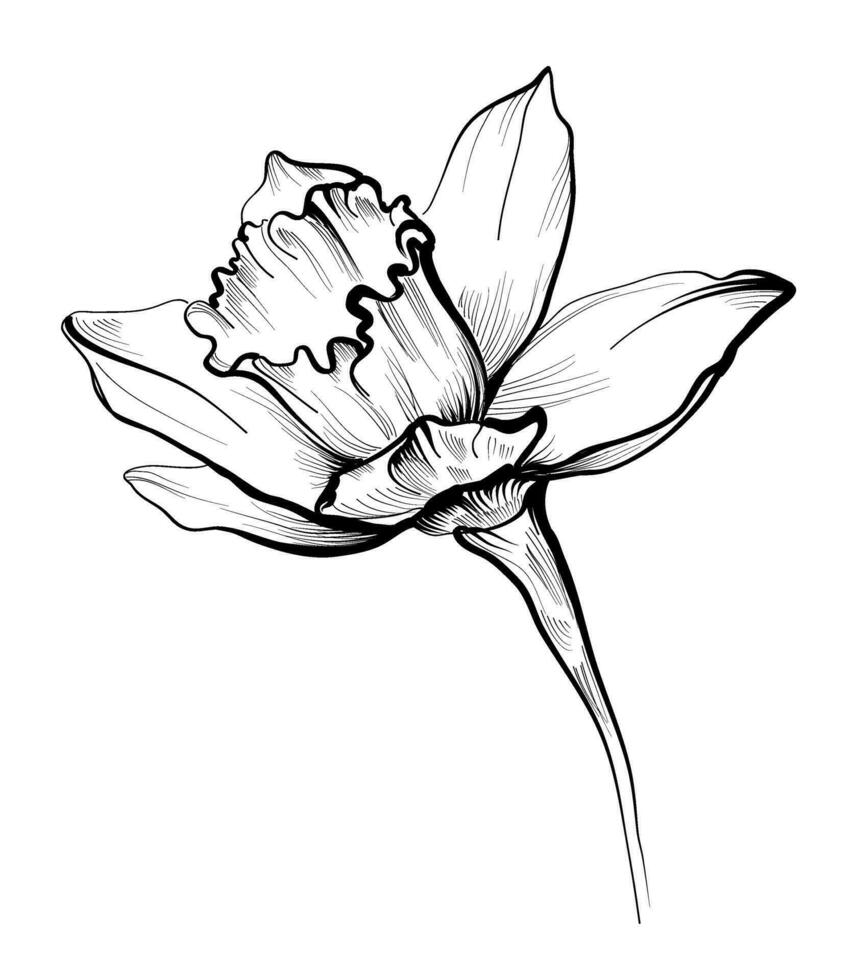 floreciente narciso flor a mano dibujo vector