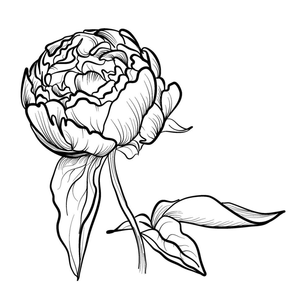 blooming peony hand drawing vector illustration