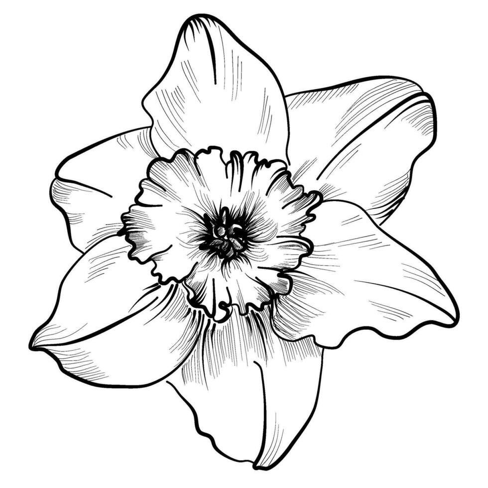 Narcissus flower hand drawing vector illustration
