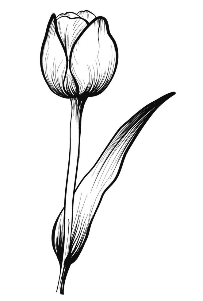 tulipán negro y blanco vector ilustración