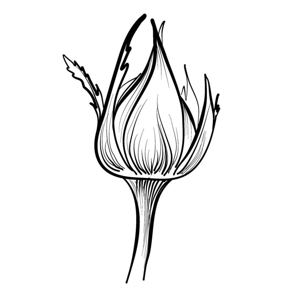 rosebud vector illustration by hand