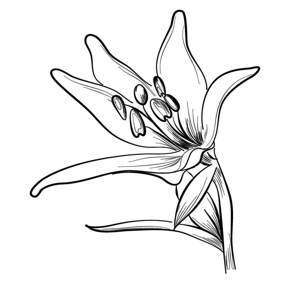 Lily hand sketch, vector illustration of a flower