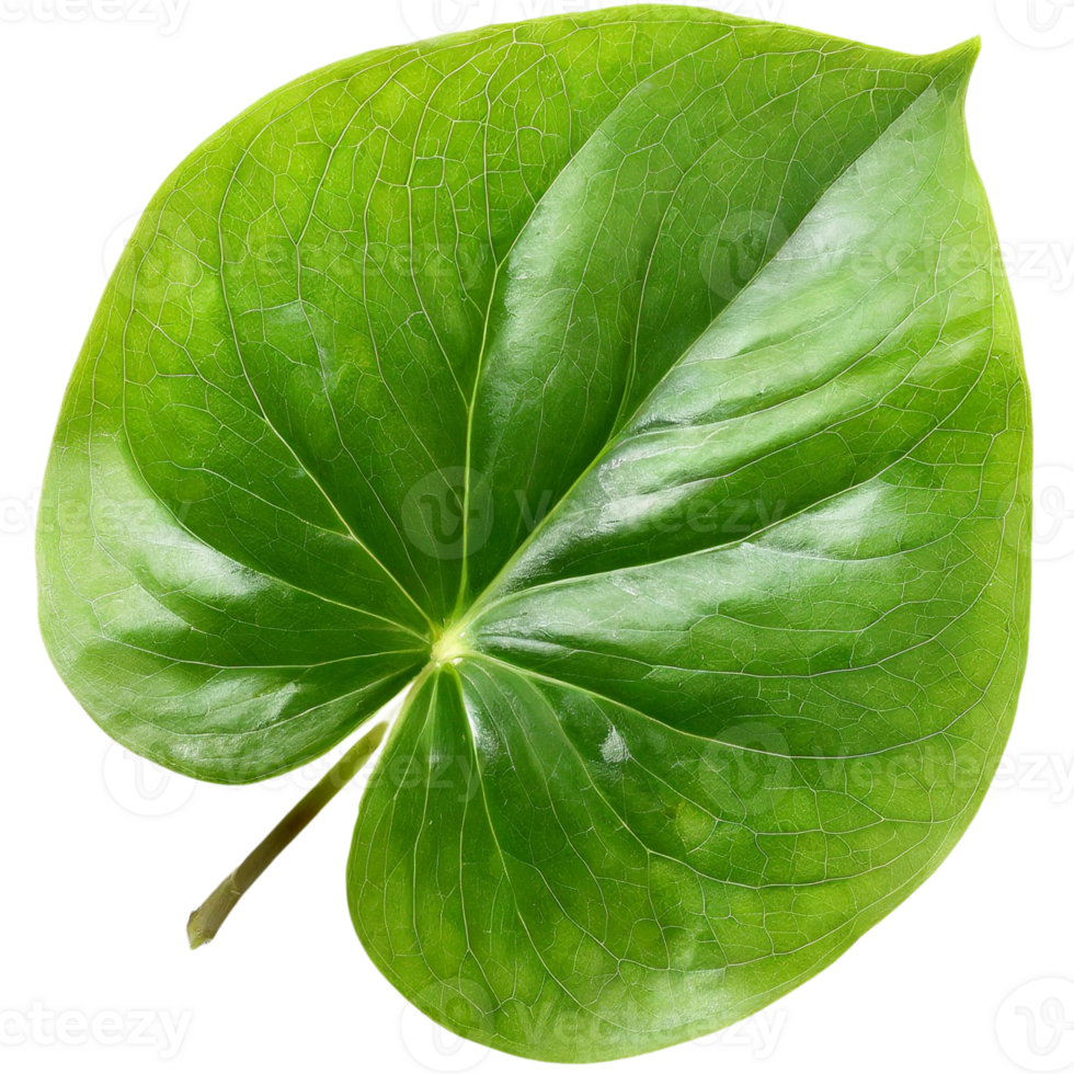 AI generated leaf, nature concept. png