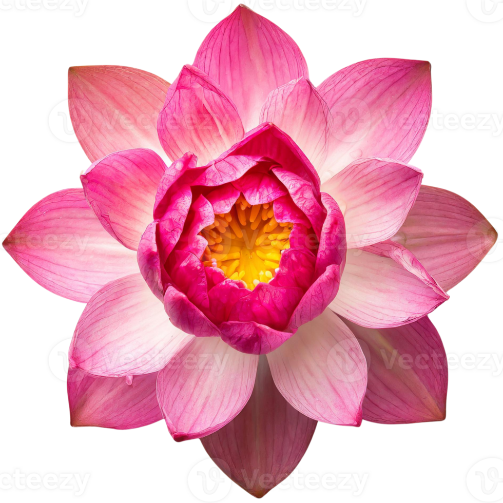 AI generated Lotus, flower illustration png