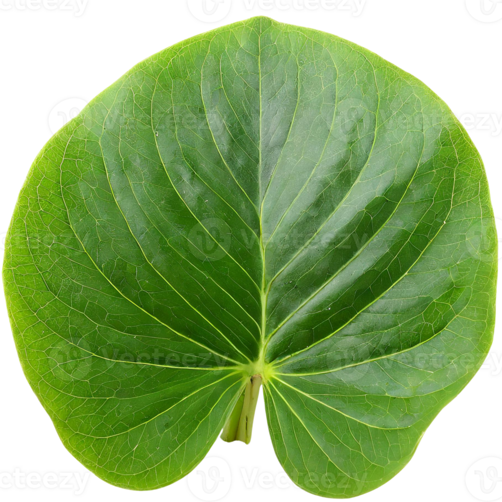 AI generated leaf, nature concept. png