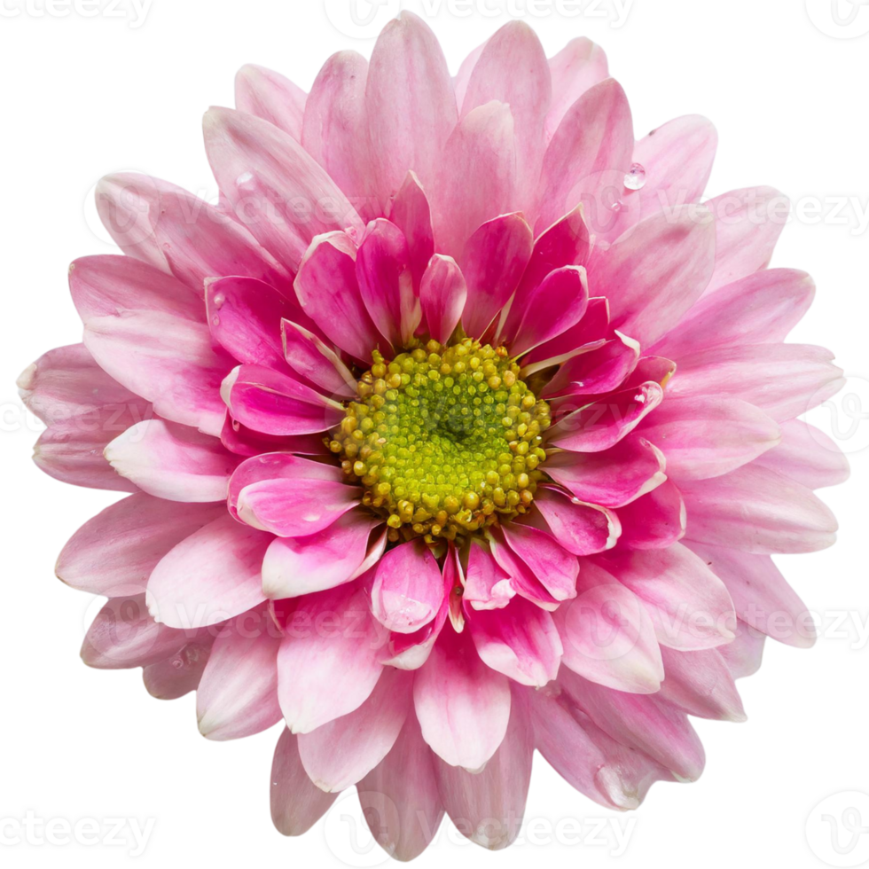 AI generated Daisy, valentine concept. png