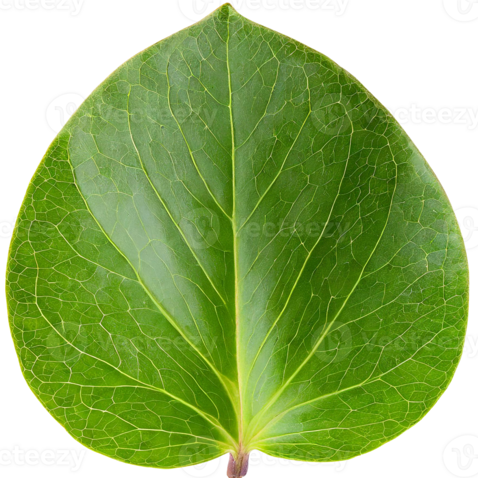 AI generated leaf, nature concept. png