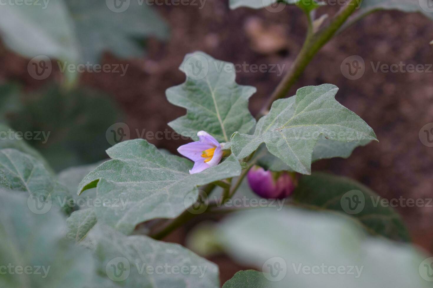 Plant of Terong ungu, or Solanum melongena. Leaves, Flower Fruit and Plant of Eggplant, nature Background leaves. photo