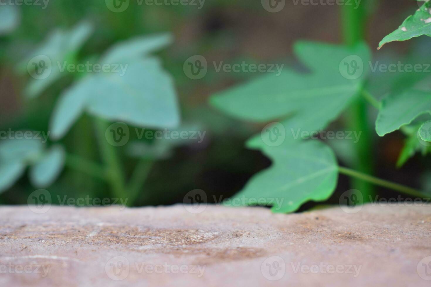 Stone brick podium with nature leaves for design healthy product photo